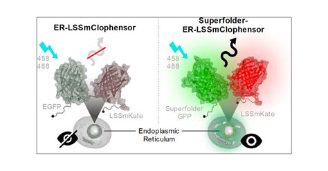 Superfolder GFP :: Fluorescent Protein Database.